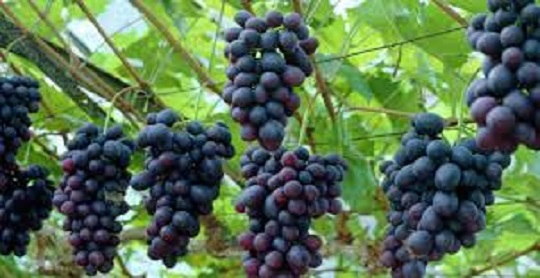 برنامه تغذیه درختان انگور